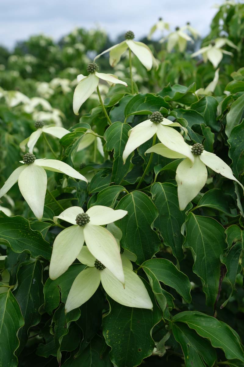Cornus kousa 'Weisse Fontaine' meerstammig / struik bloem