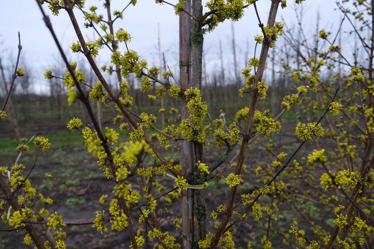 Cornus mas haagplant bleom