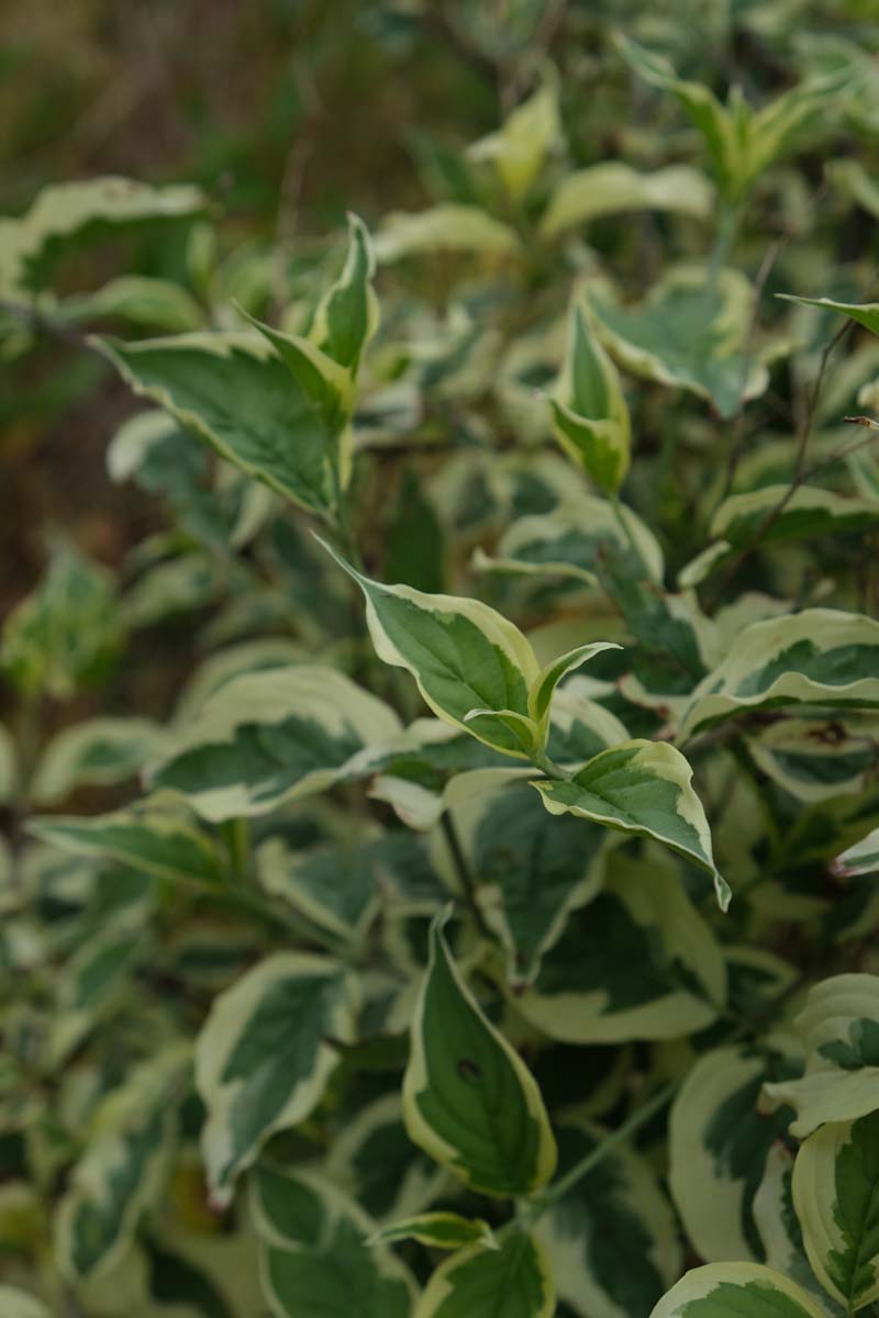 Cornus mas 'Variegata' solitair blad