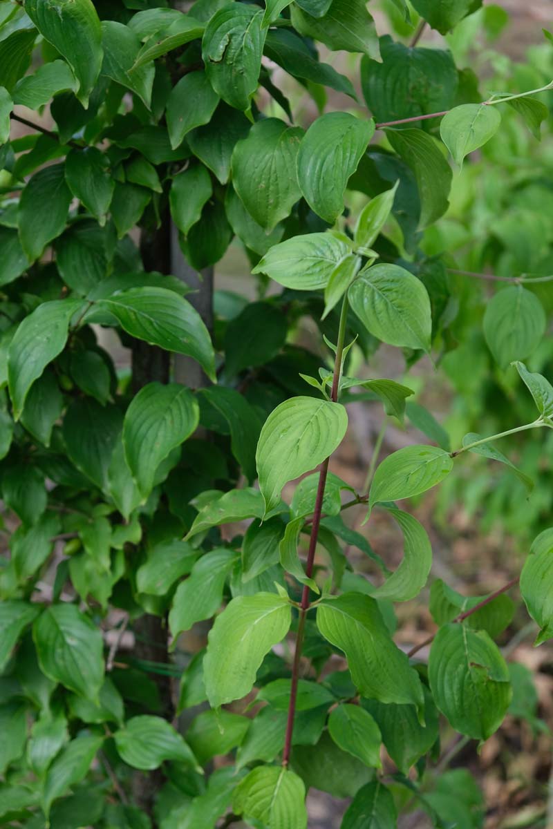 Cornus officinalis Tuinplanten blad