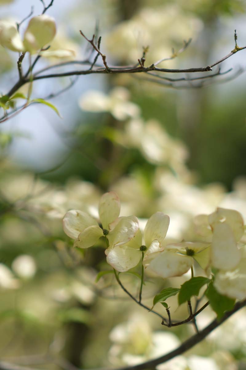 Cornus 'Rutcan' Tuinplanten bloem