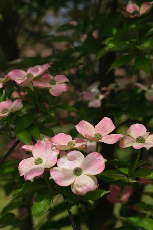 Cornus 'Rutgan' op stam bloem