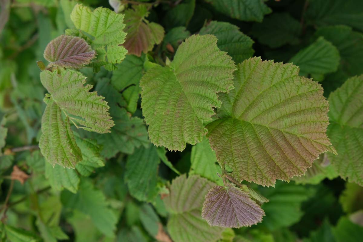 Corylus avellana op stam blad
