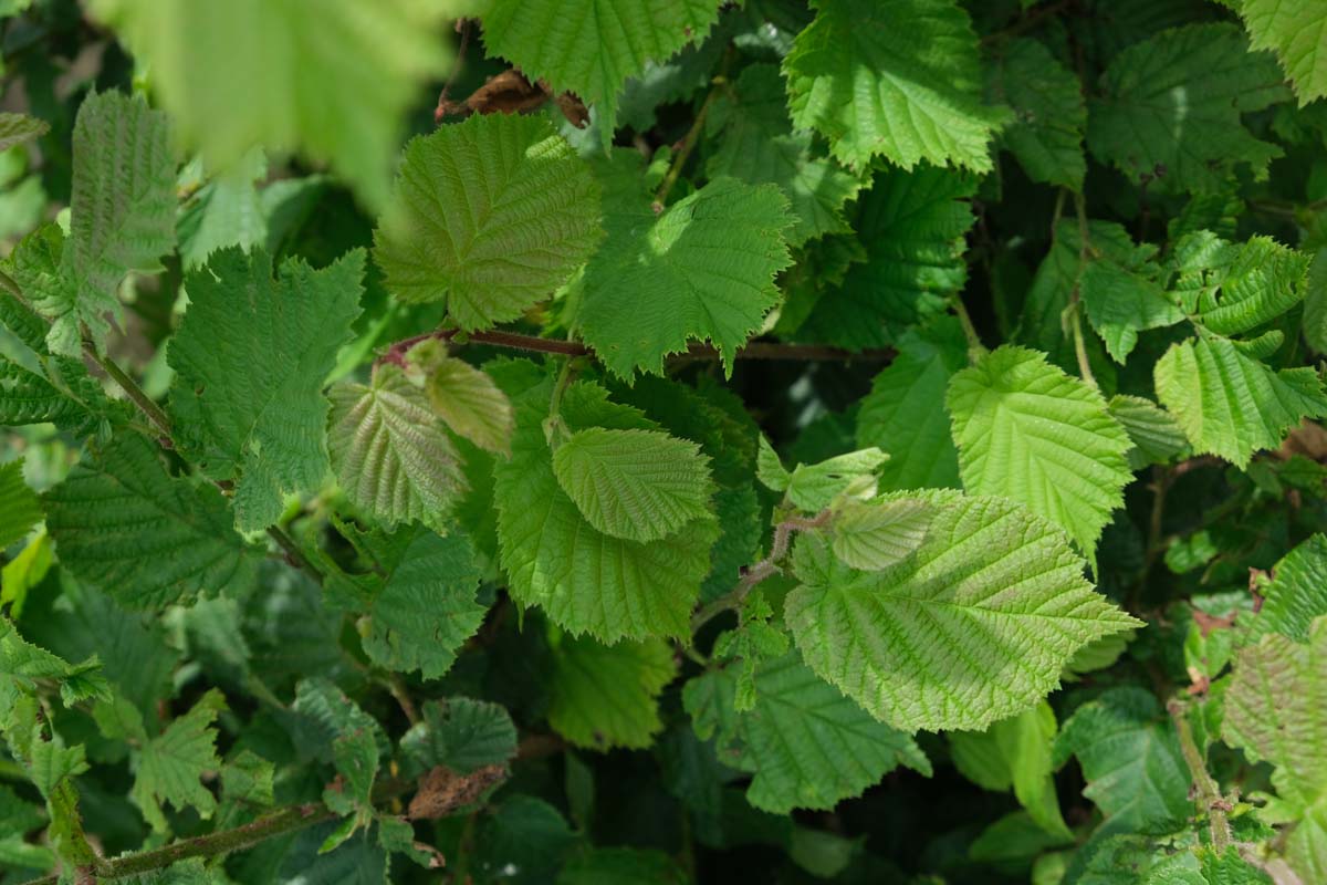 Corylus avellana op stam blad