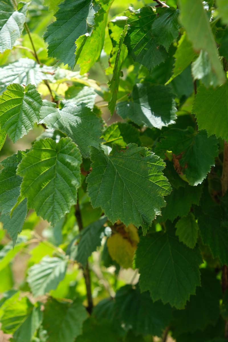 Corylus colurna meerstammig / struik blad