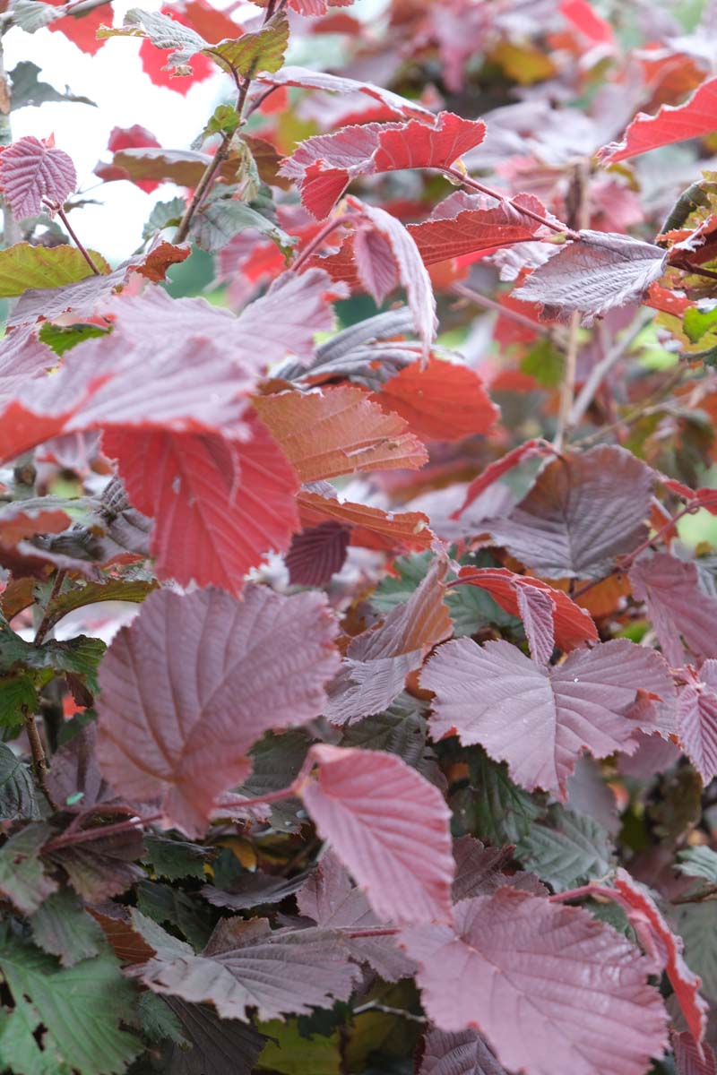 Corylus maxima 'Purpurea' meerstammig / struik blad