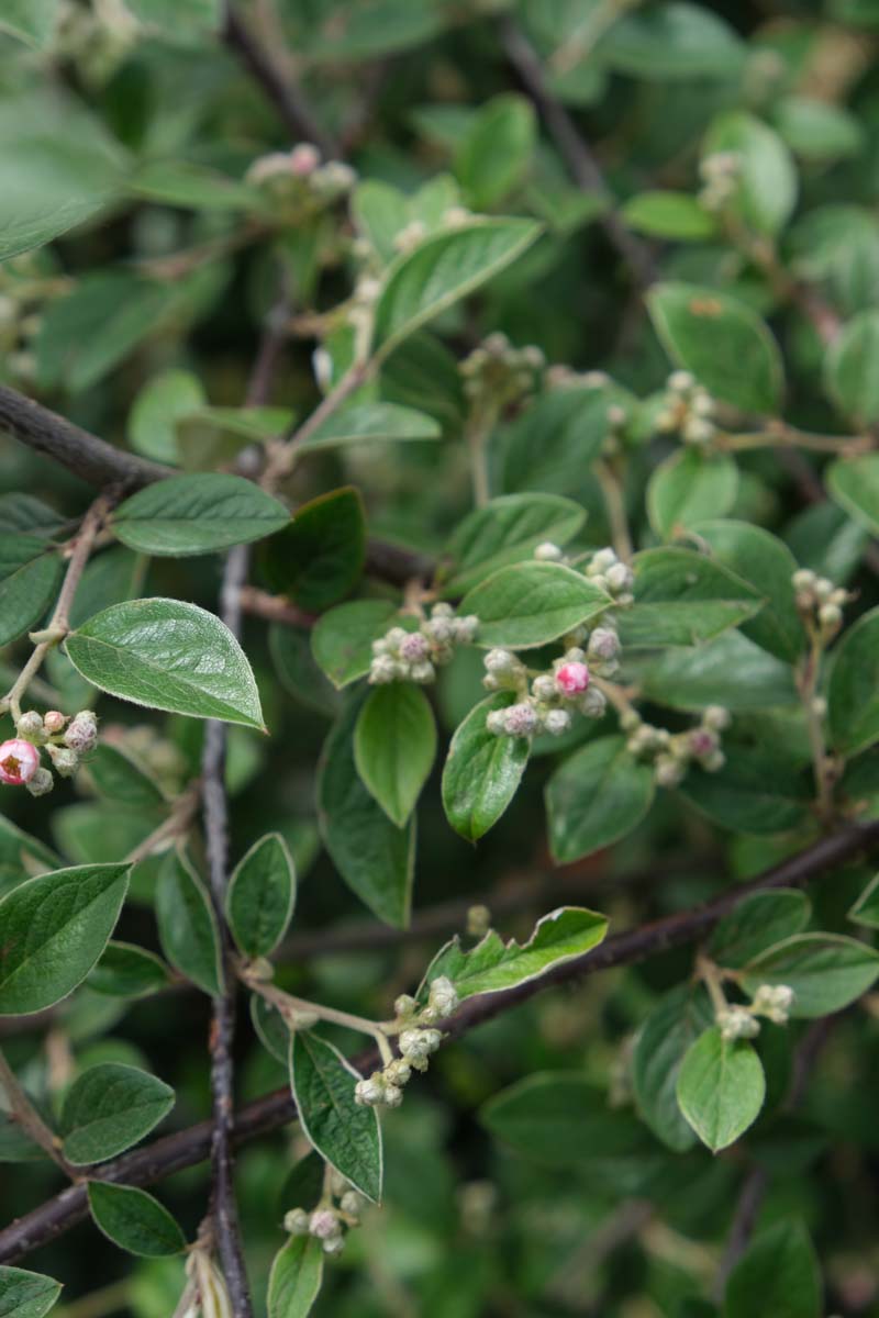 Cotoneaster franchetii op stam blad