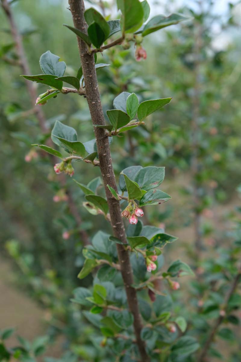 Cotoneaster simonsii Tuinplanten blad