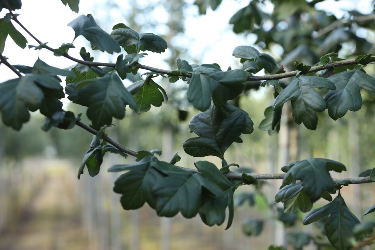Crataegus laevigata 'Plena' op stam blad