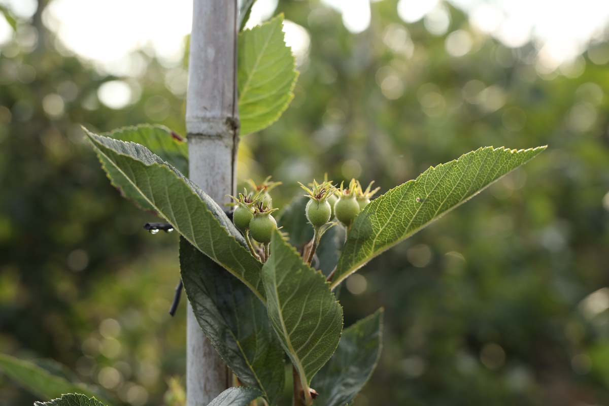 Crataegus lavalleei 'Carrierei' op stam blad
