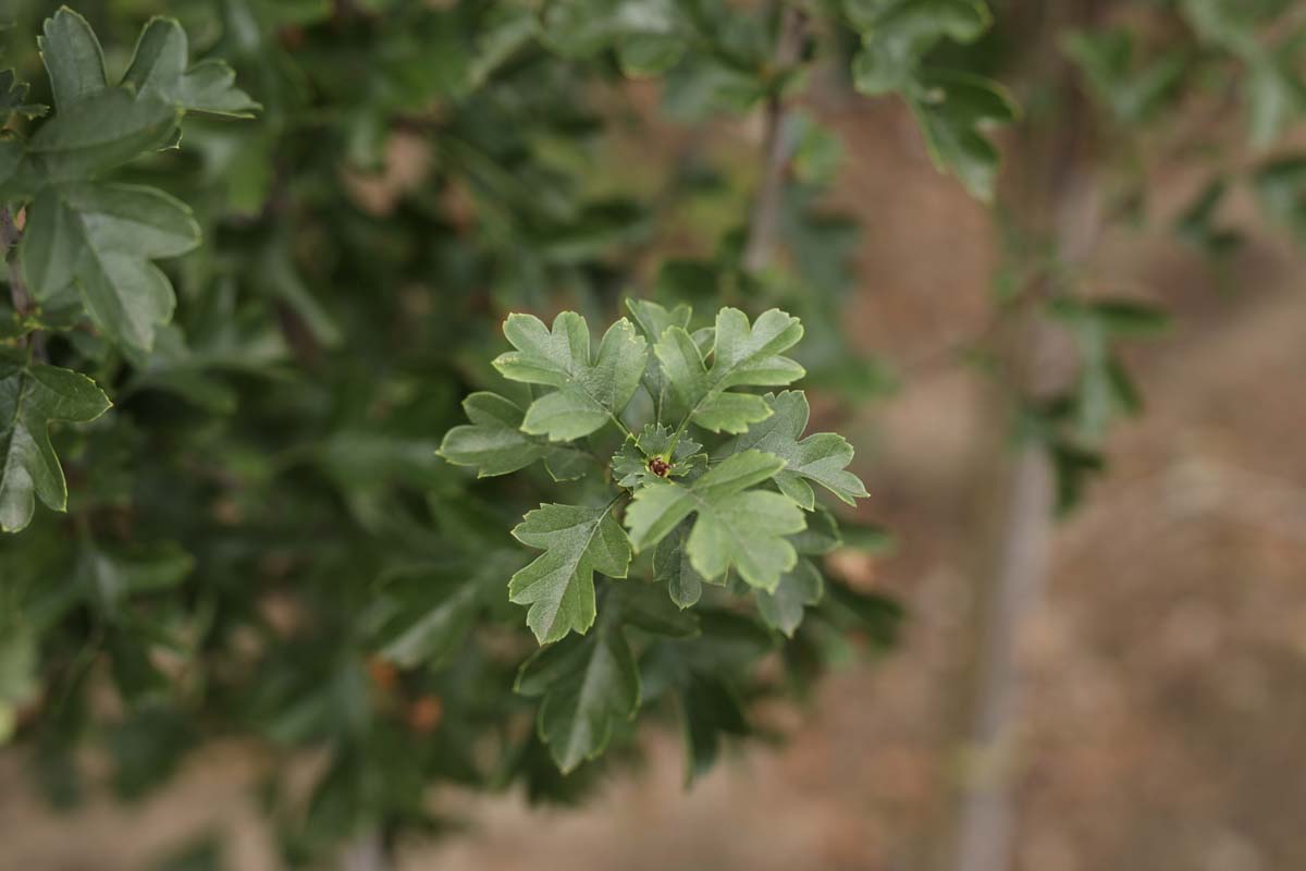 Crataegus monogyna 'Stricta' haagplant blad