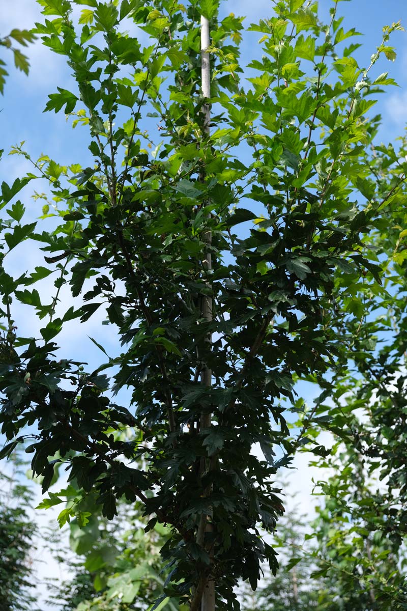 Crataegus mordenensis 'Toba' op stam blad