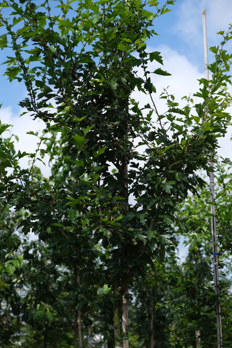 Crataegus mordenensis 'Toba' op stam blad