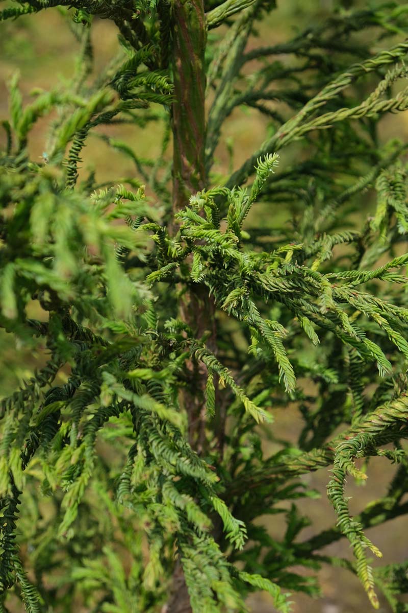 Cryptomeria japonica 'Rasen' op stam