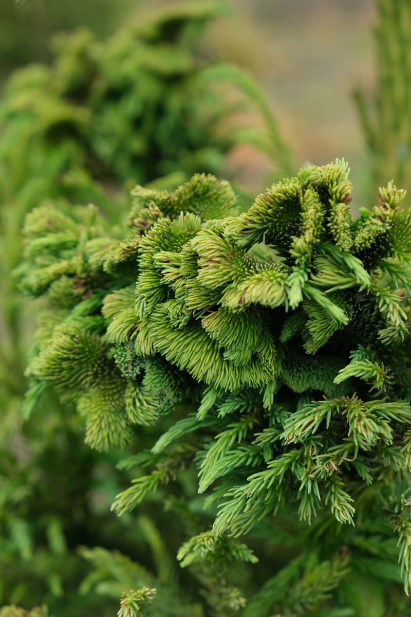 Cryptomeria japonica 'Cristata' op stam twijg
