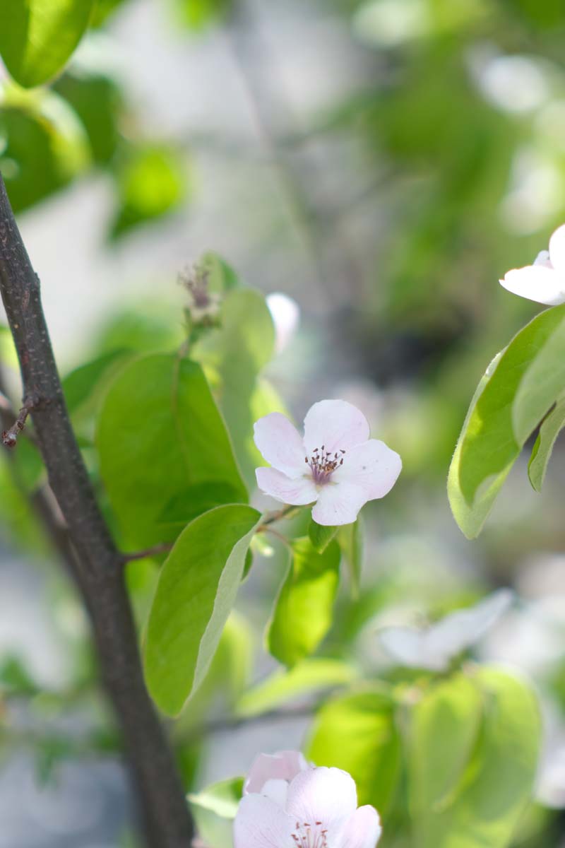 Cydonia oblonga Tuinplanten blad