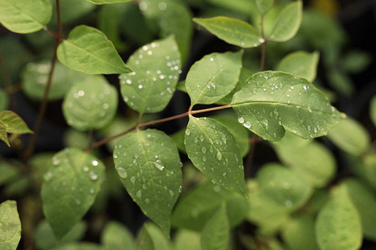 Decaisnea fargesii op stam blad