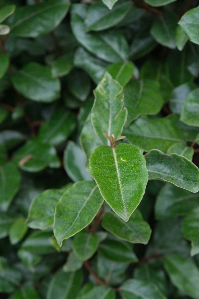 Elaeagnus ebbingei solitair blad