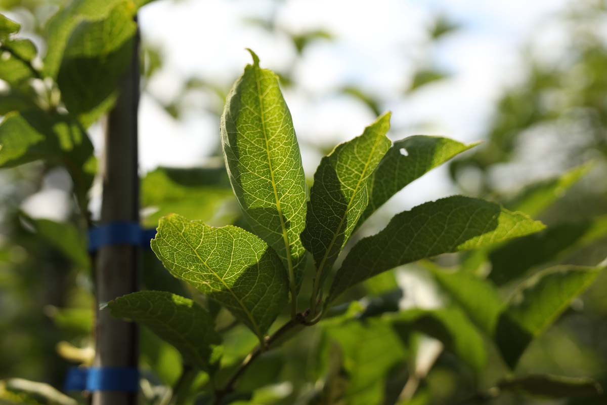 Euonymus hamiltonianus op stam blad