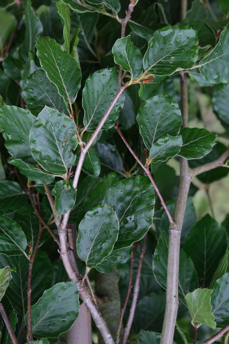 Fagus sylvatica 'Pendula' meerstammig / struik twijg
