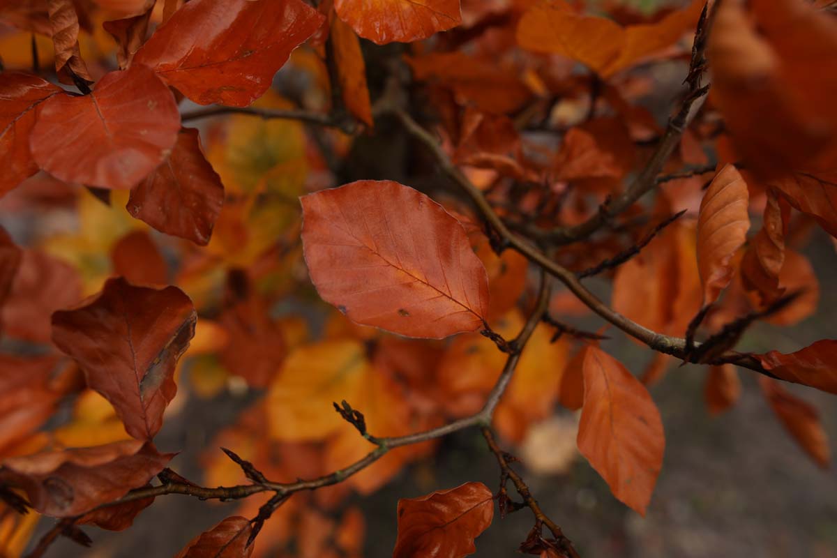Fagus sylvatica 'Atropunicea' dakboom herfstkleur