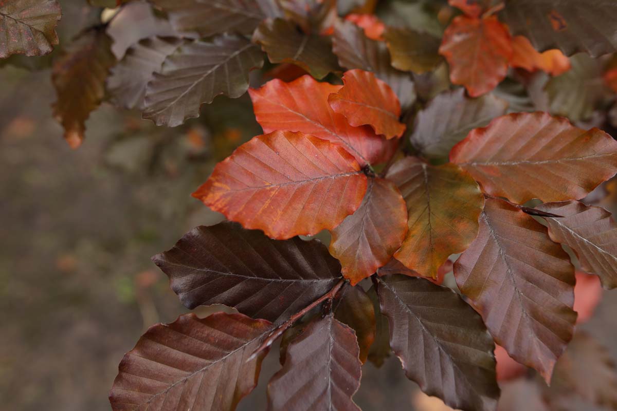 Fagus sylvatica 'Atropunicea' dakboom herfstkleur