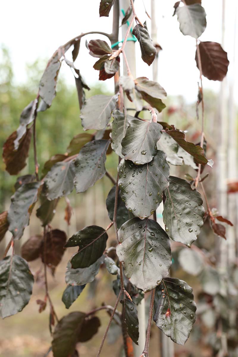 Fagus sylvatica 'Purple Fountain' solitair twijg