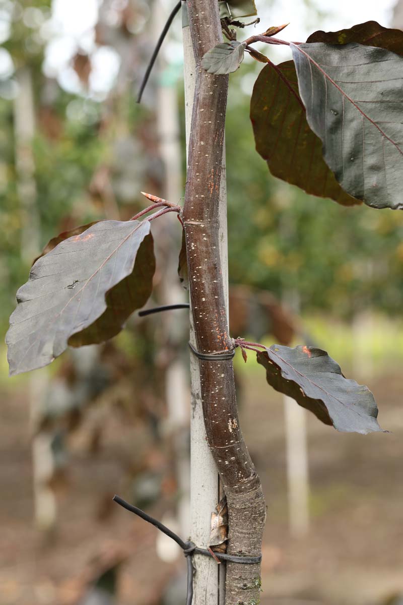 Fagus sylvatica 'Purple Fountain' meerstammig / struik blad