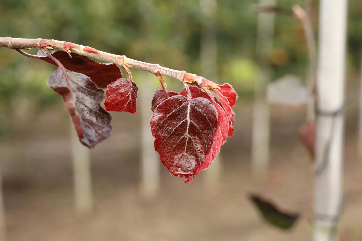 Fagus sylvatica 'Purple Fountain' op stam blad
