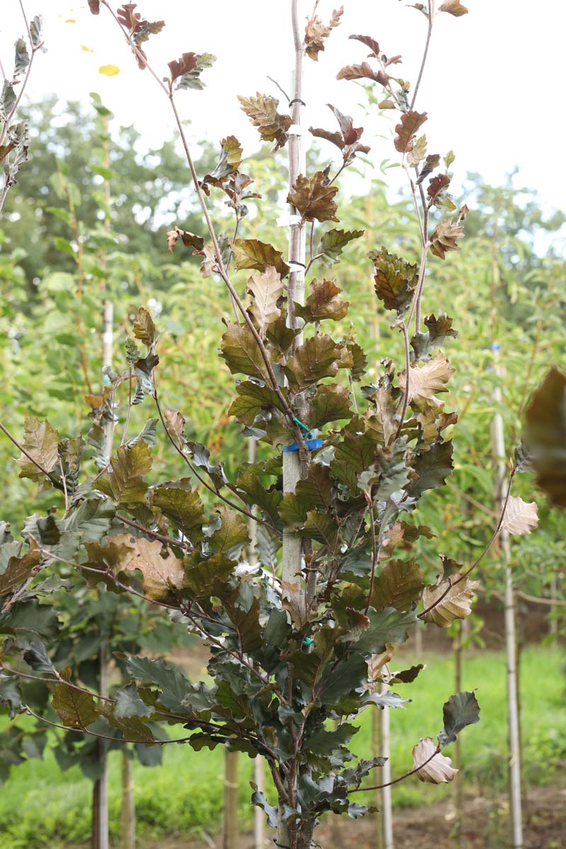 Fagus sylvatica 'Rohan Obelisk' meerstammig / struik zaaddoos