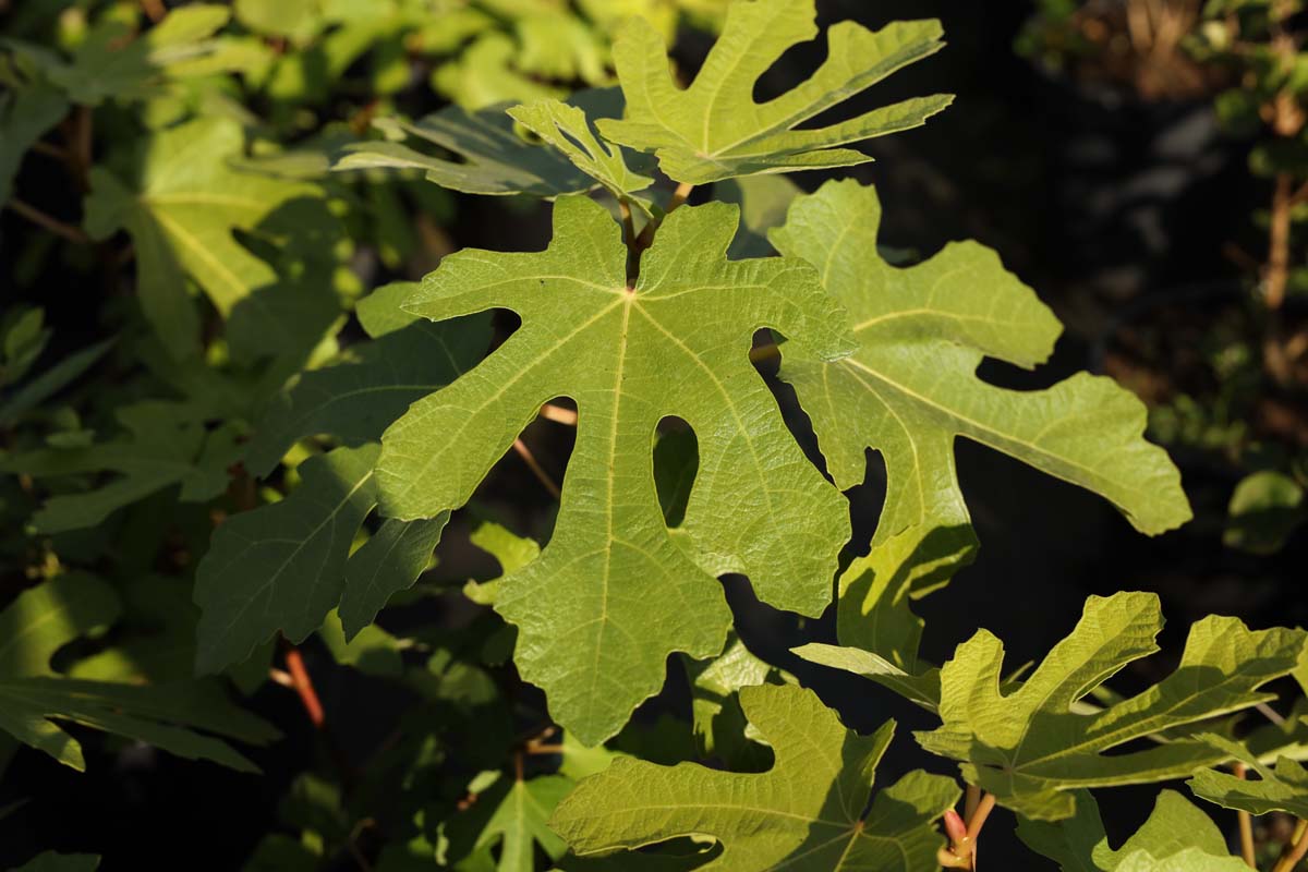 Ficus carica 'Brown Turkey' meerstammig / struik blad