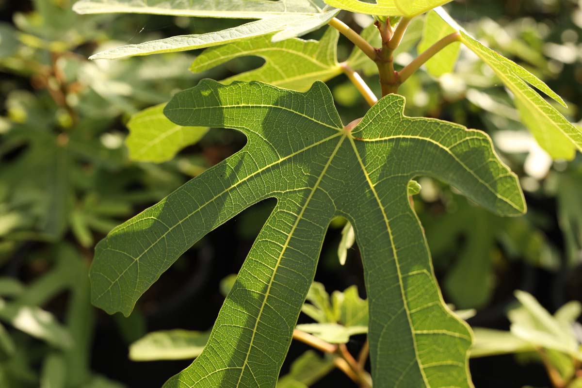 Ficus carica 'Rouge de Bordeaux' op stam blad