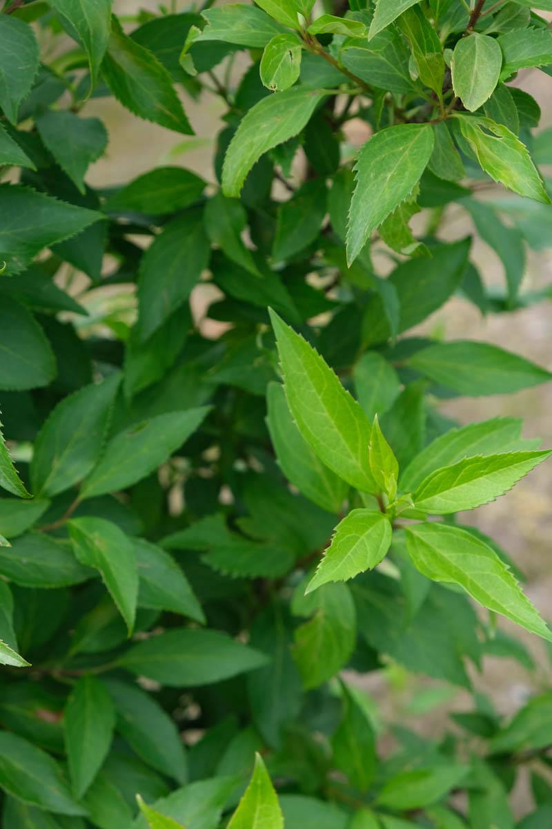Forsythia intermedia 'Lynwood' haagplant blad