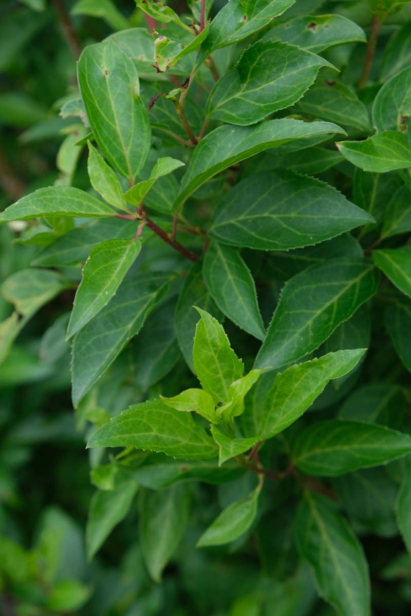 Forsythia intermedia 'Courtalyn' meerstammig / struik blad