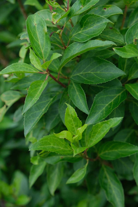 Forsythia intermedia 'Courtalyn' op stam blad
