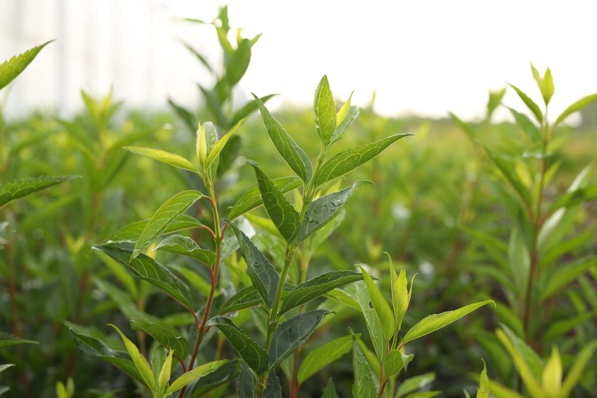 Forsythia intermedia 'Goldzauber' twijg