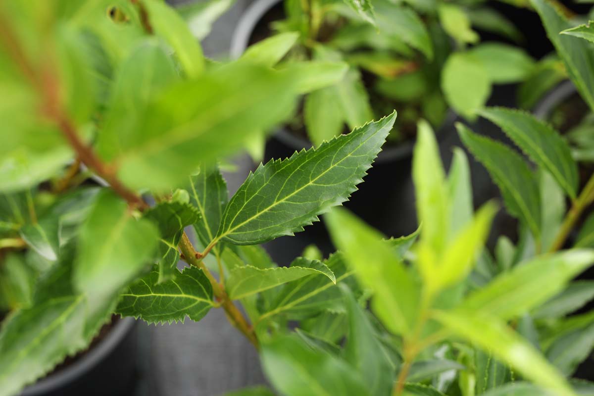 Forsythia intermedia 'Goldzauber' blad