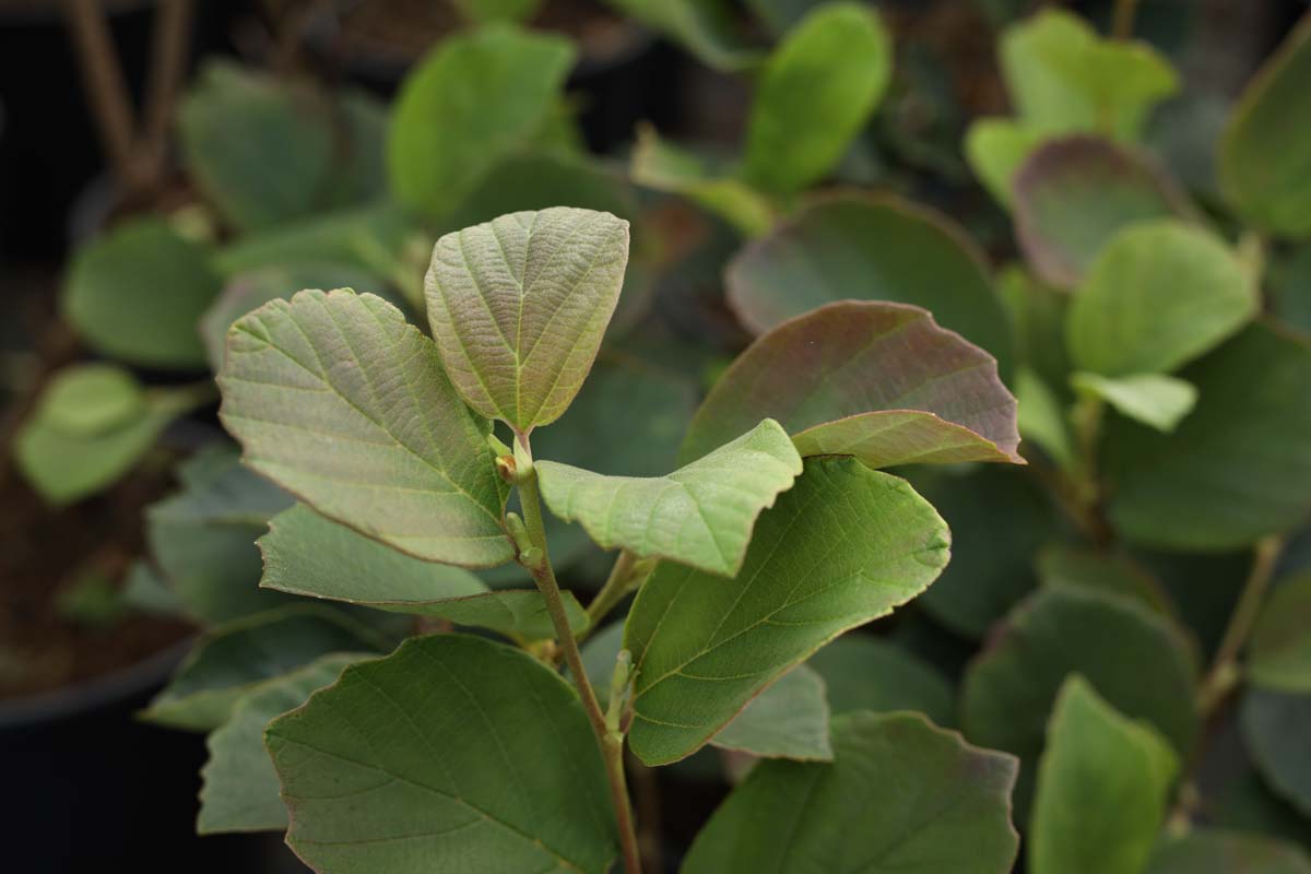 Fothergilla major meerstammig / struik blad