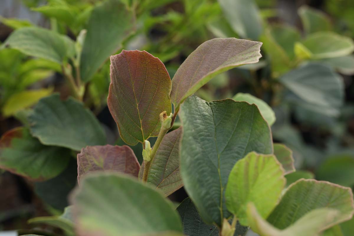 Fothergilla major meerstammig / struik blad