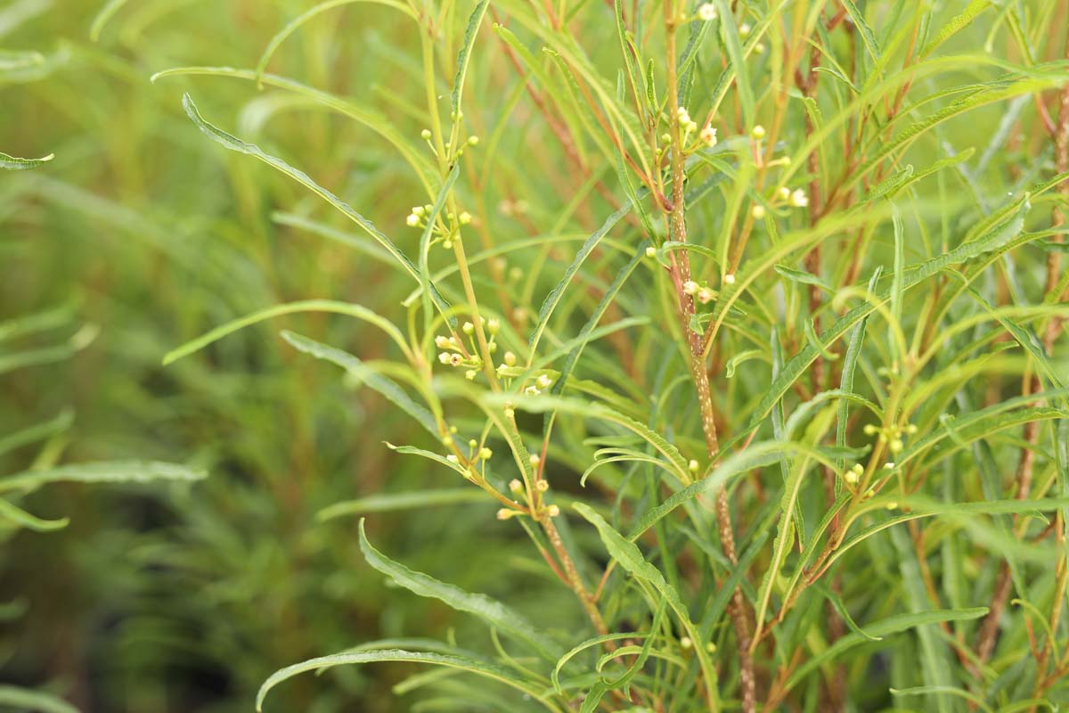Frangula alnus 'Ron Williams' twijg