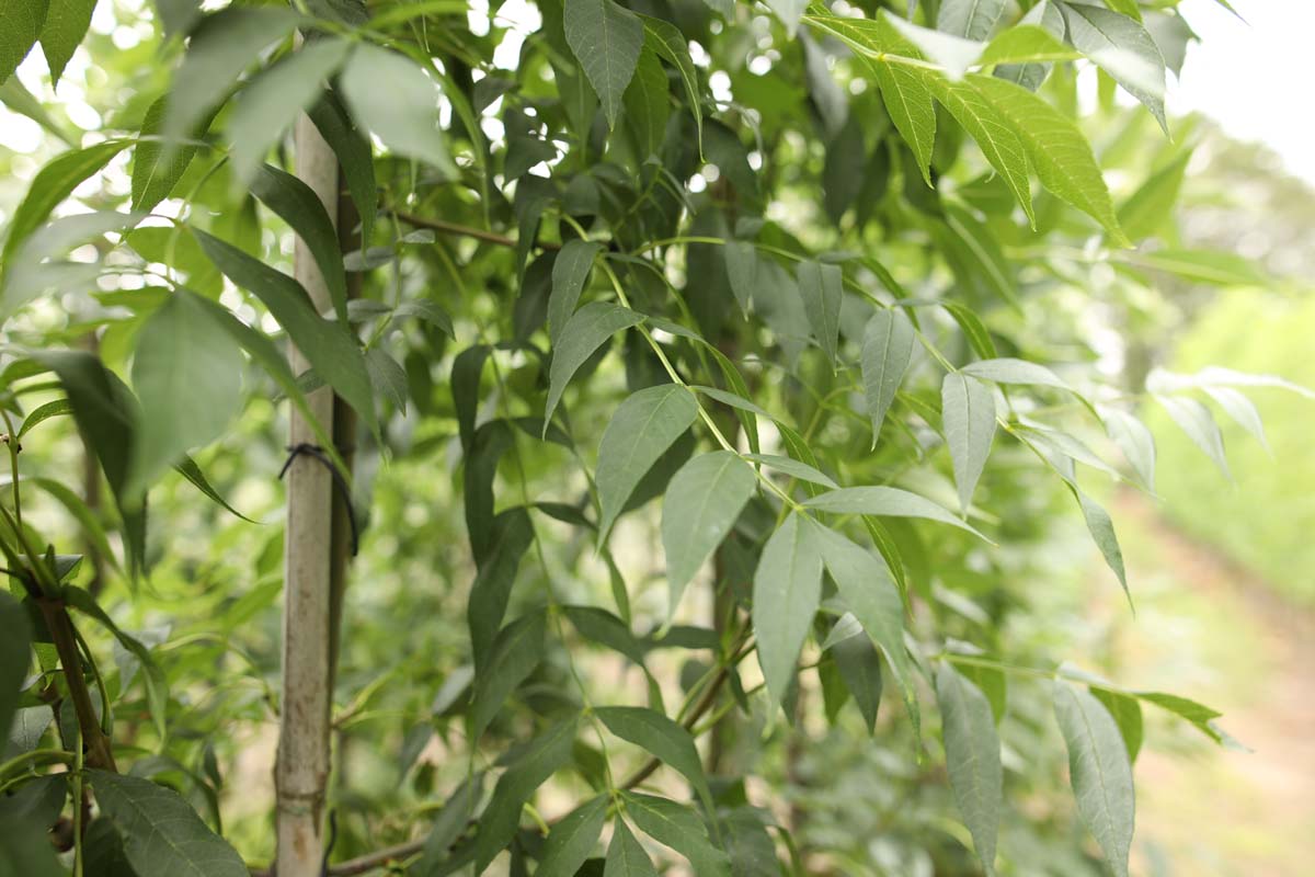 Fraxinus excelsior 'Atlas' op stam twijg