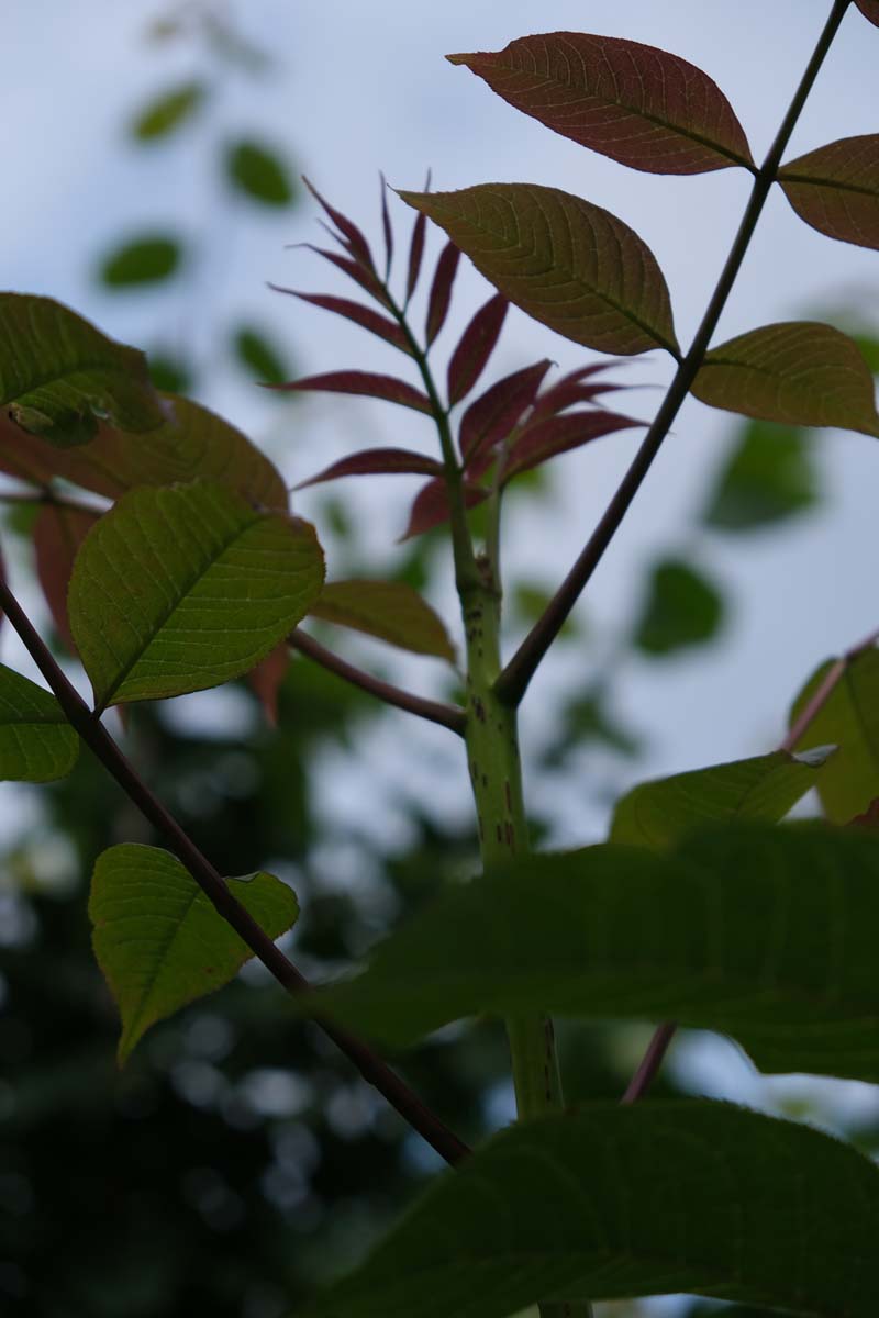 Fraxinus mandshurica op stam blad