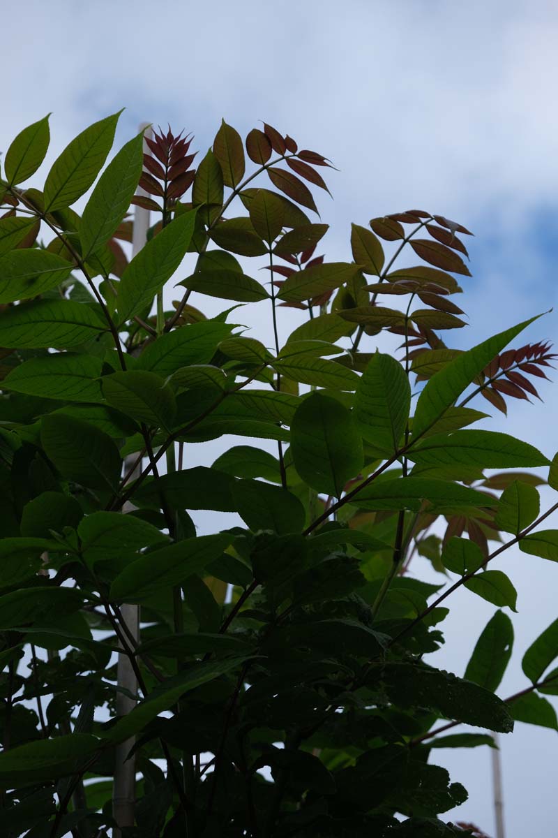 Fraxinus mandshurica op stam twijg