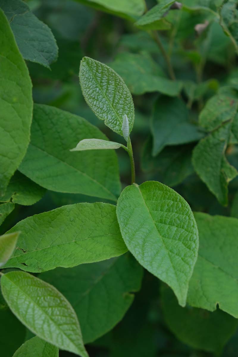 Gleditsia sinensis op stam blad