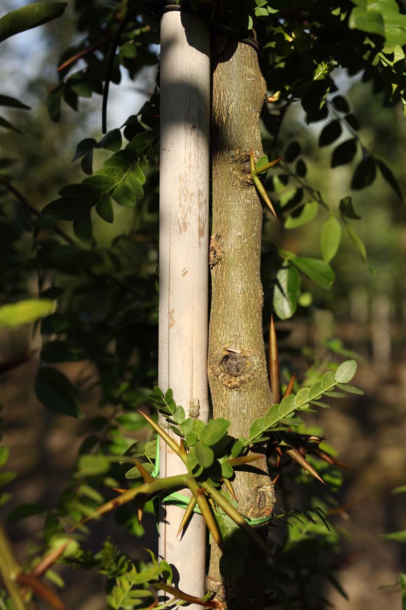 Gleditsia sinensis op stam stam