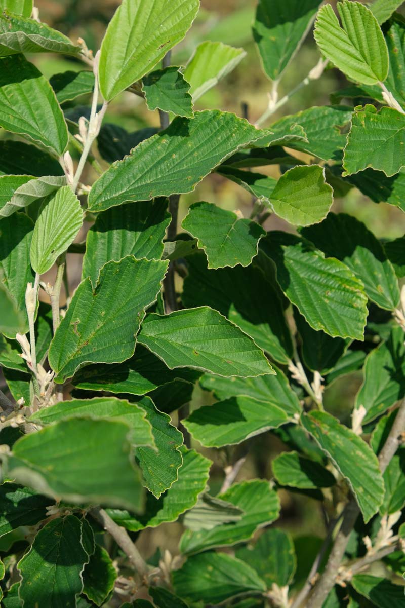 Hamamelis intermedia 'Arnold Promise' op stam blad