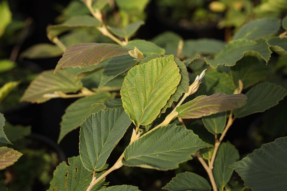 Hamamelis intermedia 'Orange Beauty' blad