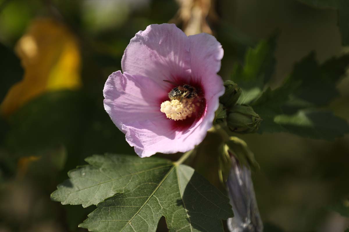 Hibiscus 'Resi' op stam biodiversiteit