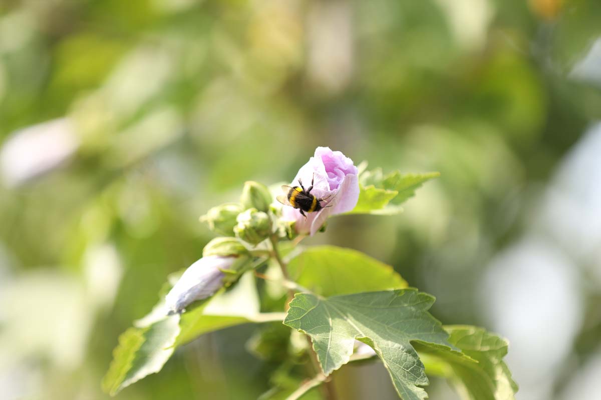 Hibiscus 'Resi' op stam biodiversiteit