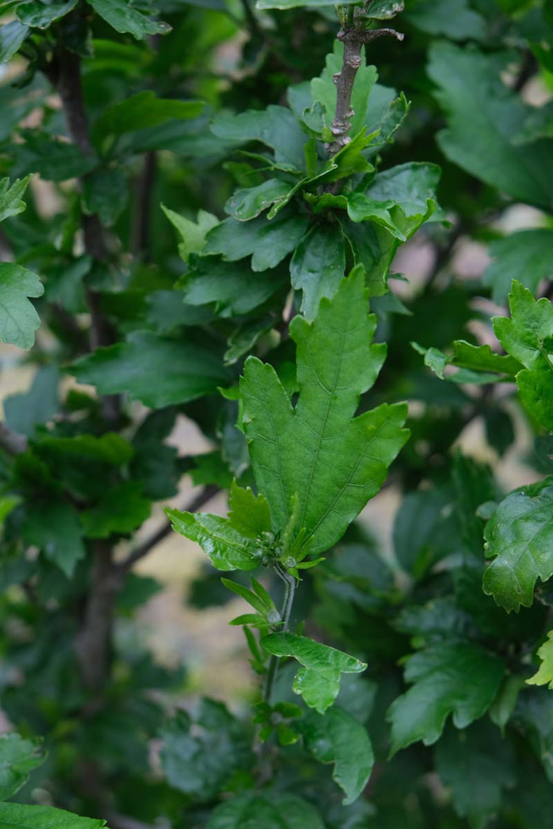 Hibiscus syriacus 'Oiseau Bleu' Tuinplanten blad